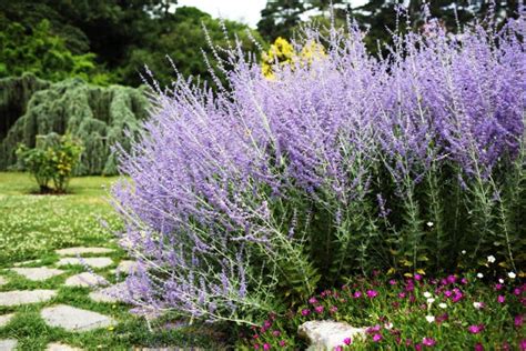How To Grow Russian Sage