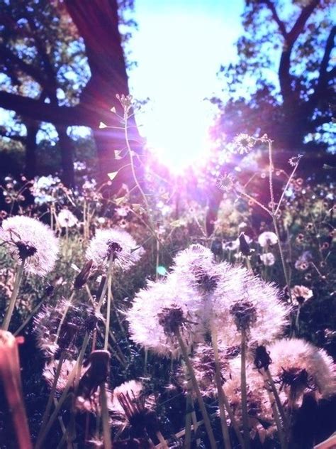 Wallpaper Iphone Girly Dandelion Save To Your Wallpapers Board On