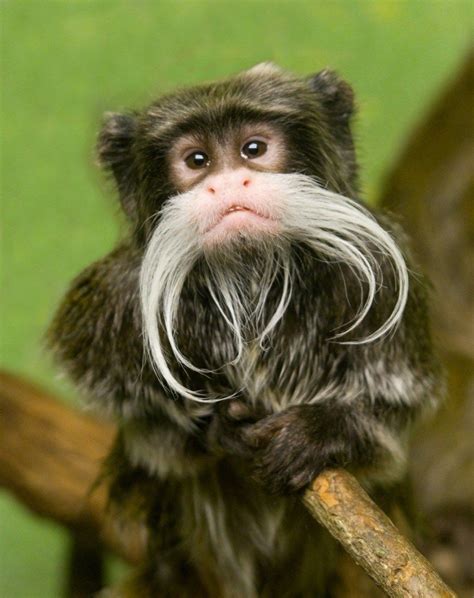 The Emperor Tamarin Monkey Has Such Prominent Facial Hair That It Was