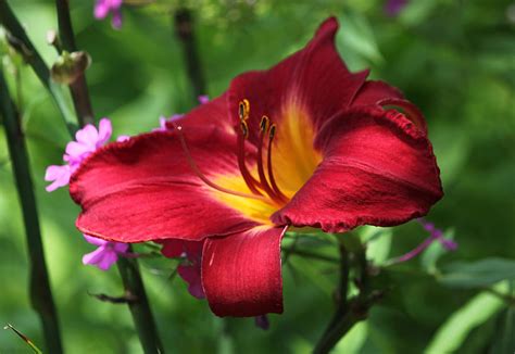 Persian Ruby Lily Sultry Summertime Photograph By Suzanne Gaff Fine