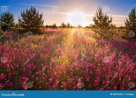 Landscape With The Blossoming Meadow At Sunrise Stock Image Image Of