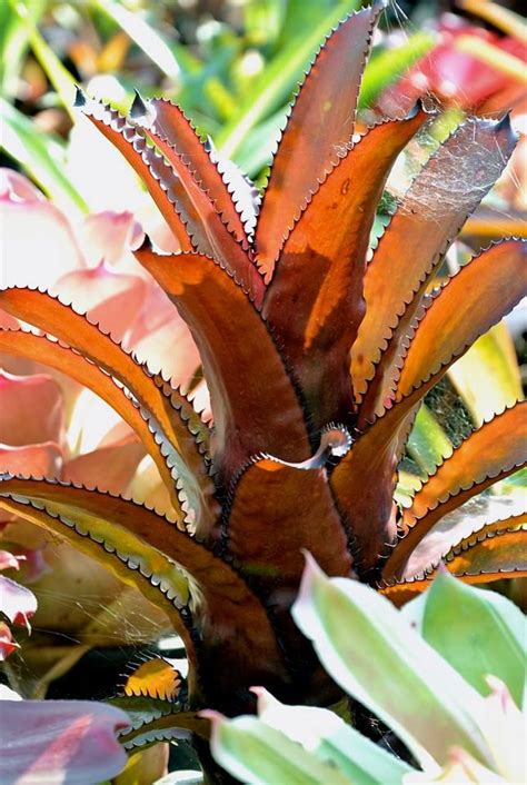 Bromeliads Bromeliads Air Plants Carnivorous Plants