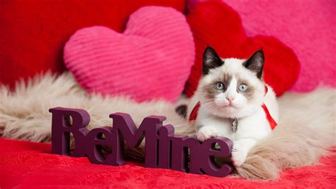 Valentine Kitten Wallpaper 54 Images