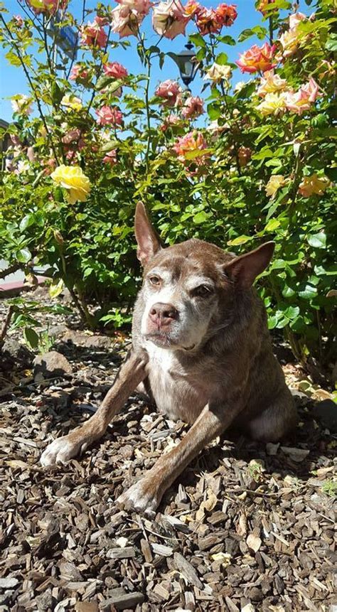Quasi Modo Wins The 2015 Worlds Ugliest Dog Contest Dogster