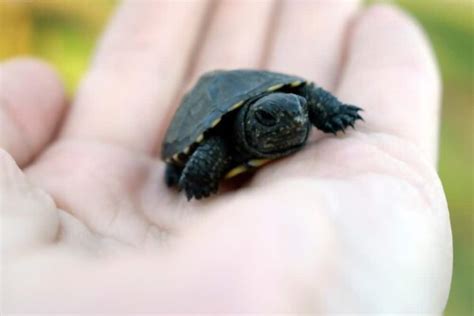 Popular Small Pet Turtles That Stay Small Aquaristland
