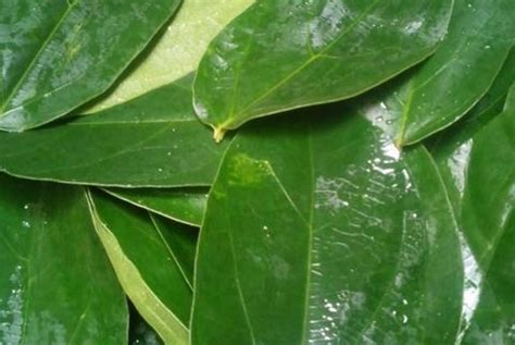 Gambar tanaman cincau pohon tidak merambat dan tidak berbulu. Daun Cincau Hijau Bisa Tingkatkan Kekebalan Tubuh ...