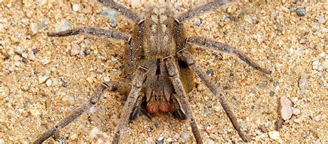The Deadly Brazilian Wandering Spider Critter Science