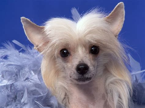 chinese crested breed guide learn   chinese crested