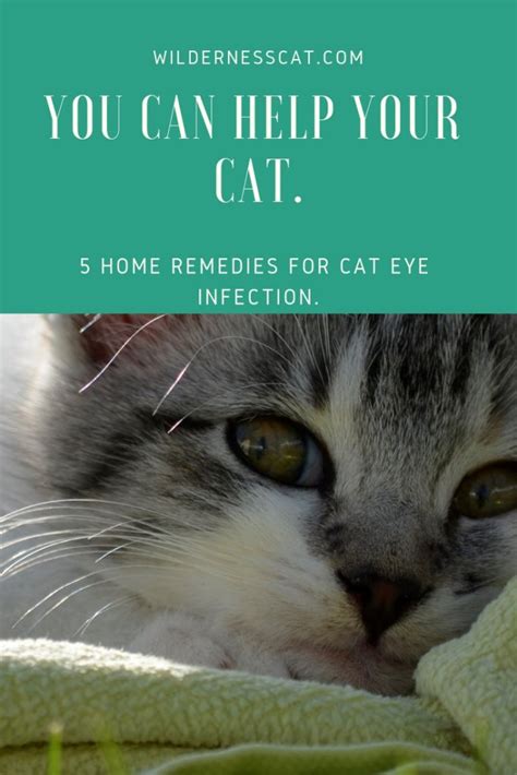 Home Remedies For Cat Eye Infection Wildernesscat