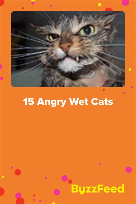 15 Angry Wet Cats Artofit