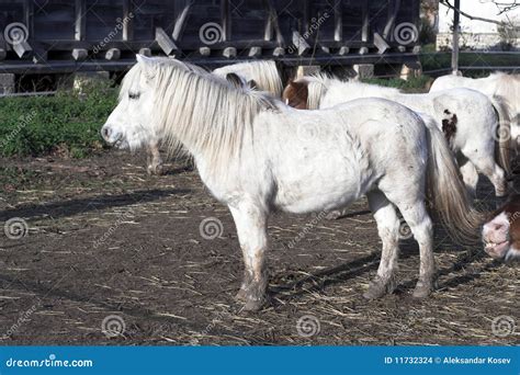 White Pony Stock Photo Image Of Pony Cute Portrait 11732324