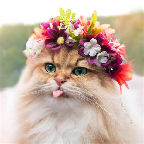 cat with flower crown cat meme stock pictures and photos