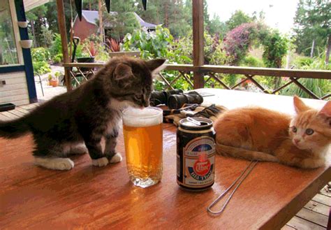 Animals Drinking Beer List