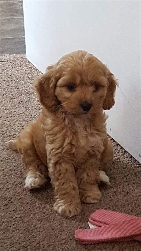 Find cockapoo puppies for sale on pets4you.com. Cockapoo Puppies Rescue Near Me