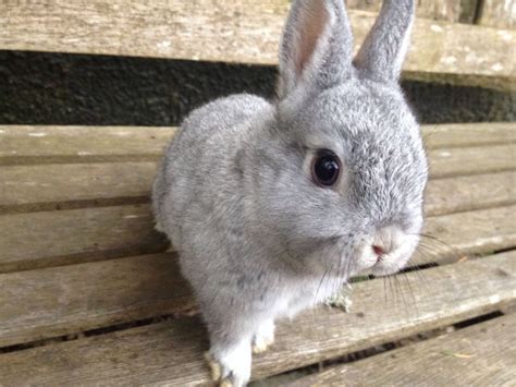 New and used items, cars, real estate, jobs, services i have 7 baby bunny's for sale! Netherland Dwarf Bunnies for sale | Truro, Cornwall ...