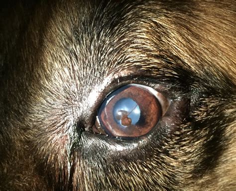 Corneal Abrasion In Dogs Treatment Hasma