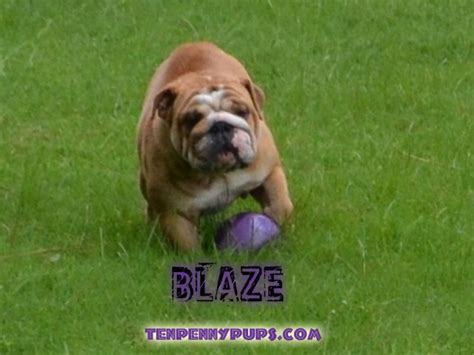 We are located in sunny south florida and offer hand delivery of your newest family member worldwide, ask for more details. Tenpennypups, English Bulldog Breeder in Lakeland, Florida