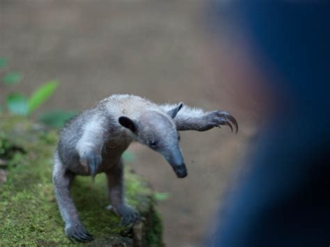 We know we can provide you the best tactics to deal with the potential dangers of it, how to determine if there water intrusion from outside coming into your wall from rain or irrigation due to stucco, siding, etc that's compromised. Do You Know What These Baby Animals Are Called? | QuizPug