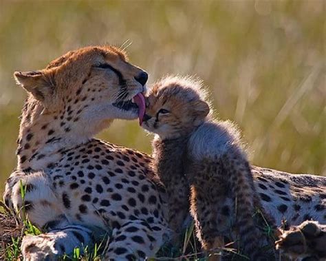 Adorable Animal Mom And Baby Photos 40 Pics