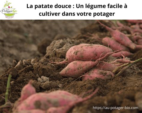 La patate douce Un légume racine facile à cultiver Au potager bio