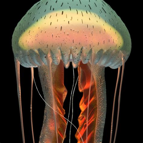 3d Purple Striped Jellyfish Pelagia Noctiluca Turbosquid 1442554