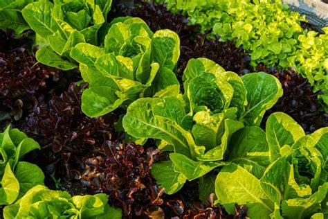 When To Plant Lettuce Harvest To Table Green Thumb Link