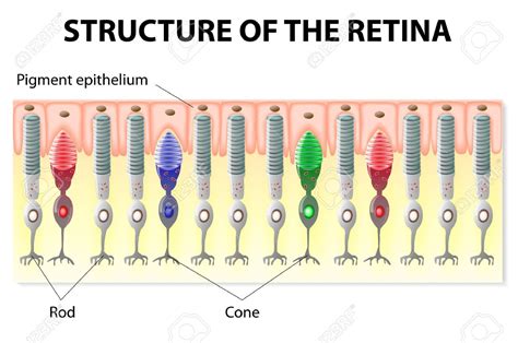 Eye And Vision Structure Of The Retina Rods And Cones Stock Vector