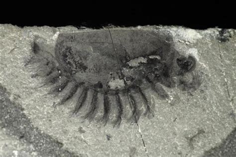 Mother Lode Of Well Preserved Fossils Discovered In Canada