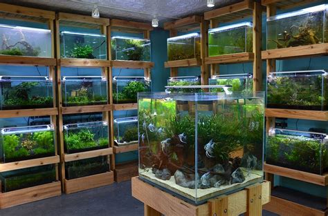 Aquarium Zen Seattle Tropical Fish Store Aquatic Plants And Nature