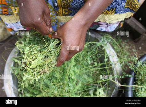 Kräutermedizin Lome Togo West Afrika Afrika Stockfotografie Alamy