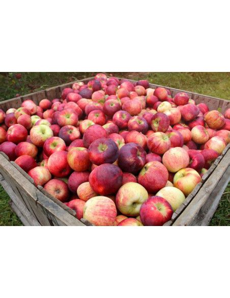 Cortland Apple Tree Malus Domestica Two Year Graft