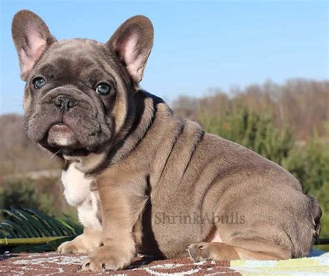 You provided a great list of names for these dogs, based on their traits, looks and characters. Chocolate French bulldog puppy | Chocolate french bulldog ...