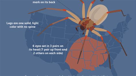 The Brown Recluse How To Tell If You Were Bitten