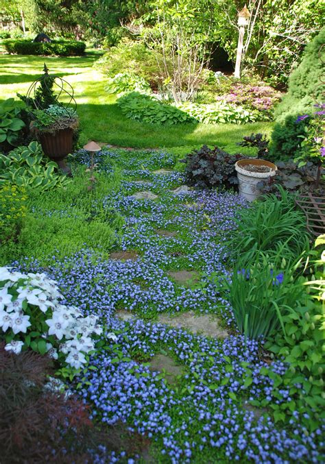 Purple Mazus Garden Pathway Rock Garden Dream Garden Garden And Yard