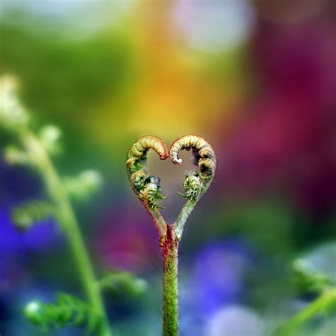 28 Beautiful Heart Shape In Nature Photos Xemanhdep