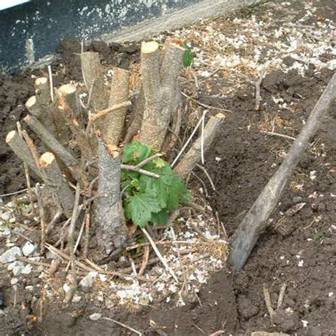 How To Remove Bush Roots Mygardenzone