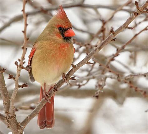 Female Northern Cardinal Perched Our Beautiful Pictures Are Available