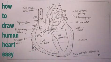How To Draw Human Heart Easyhuman Heart Drawingdiagram Of Human Heart Youtube