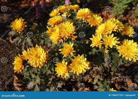 Chrysanthemum Bush With Amber Yellow Flowers Stock Image Image Of