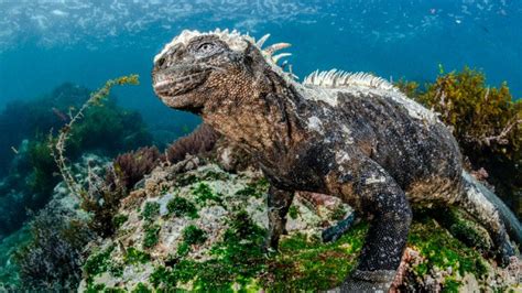 Fakta Iguana Laut Yang Jarang Diketahui
