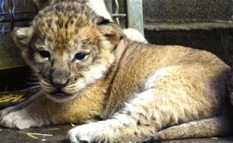 Lion Cub Trio Happy And Healthy Zooborns