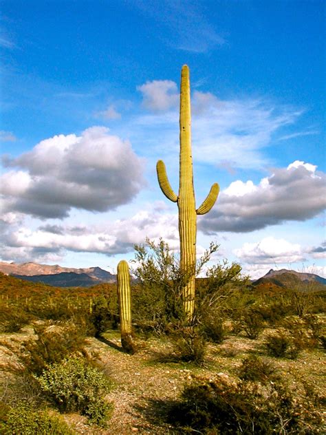 Cacti Of The Southwest Cactus Photographs Wanderwisdom