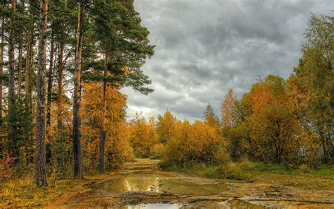 Landscape River Forest Trees Wallpapers Hd Desktop And Mobile