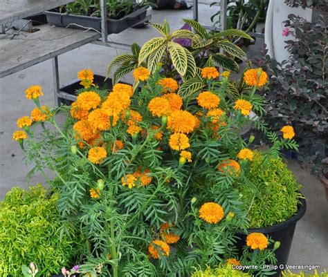 There also are some shops and restaurants very close and you can use the kitchen of the hotel. Images of Sri Lanka on blogspot.com: Flower plants for ...