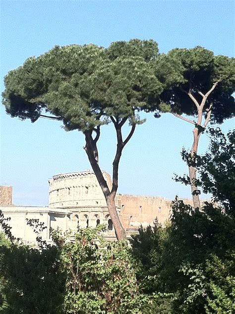 Among the qualities one might look for in an umbrella is the comfort of the handle, the ease with which the umbrella is opened and closed, and the closeness with which the canopy. Canopy pine trees in Rome, Italy. | Italy travel, Nature ...