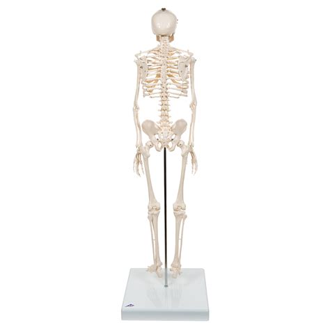 Shorty Skeleton - Miniature Human Skeleton - Mini Human Skeleton Model