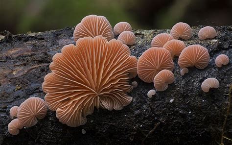 Photos Of Extremely Unusual Mushrooms And Other Fungi By Steve Axford