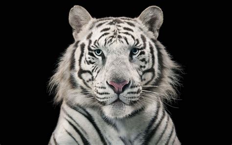 White Tiger With Blue Eyes Wallpapers 3d Wallpaper Cave