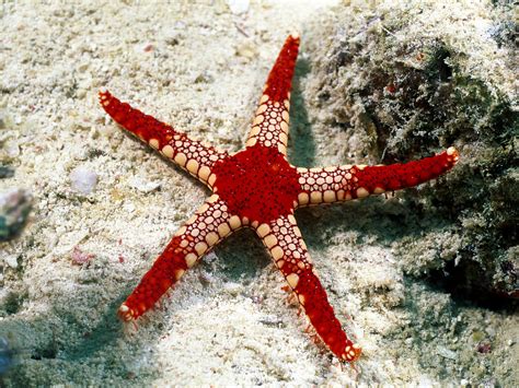Free Download Best Wallpapers Starfish Wallpapers 1600x1200 For Your