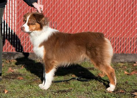 Gorgeous bunch of mini fourteen to seventeen inch and toys under fourteen inches australian shepherd puppies! Chesapeake | Australian shepherd dogs, Australian shepherd ...